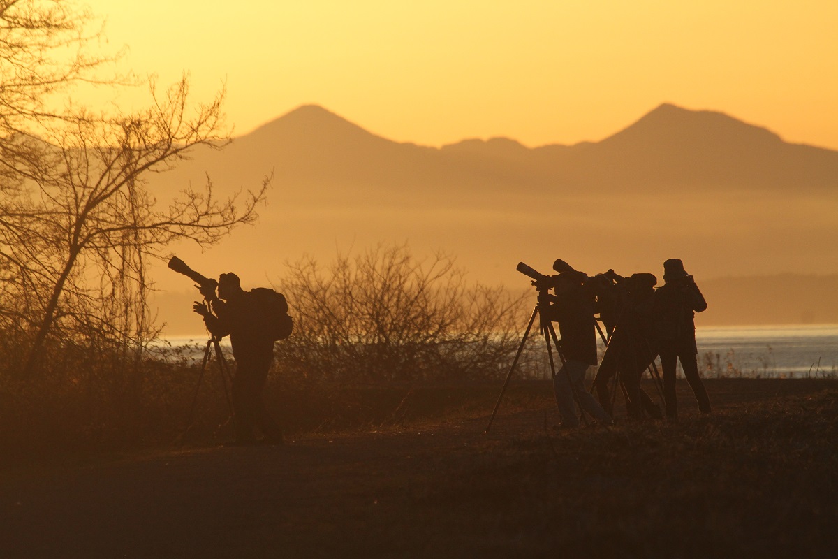 A group of birdwatchers are silhouetted against the backlight with their scopes searching for birds.