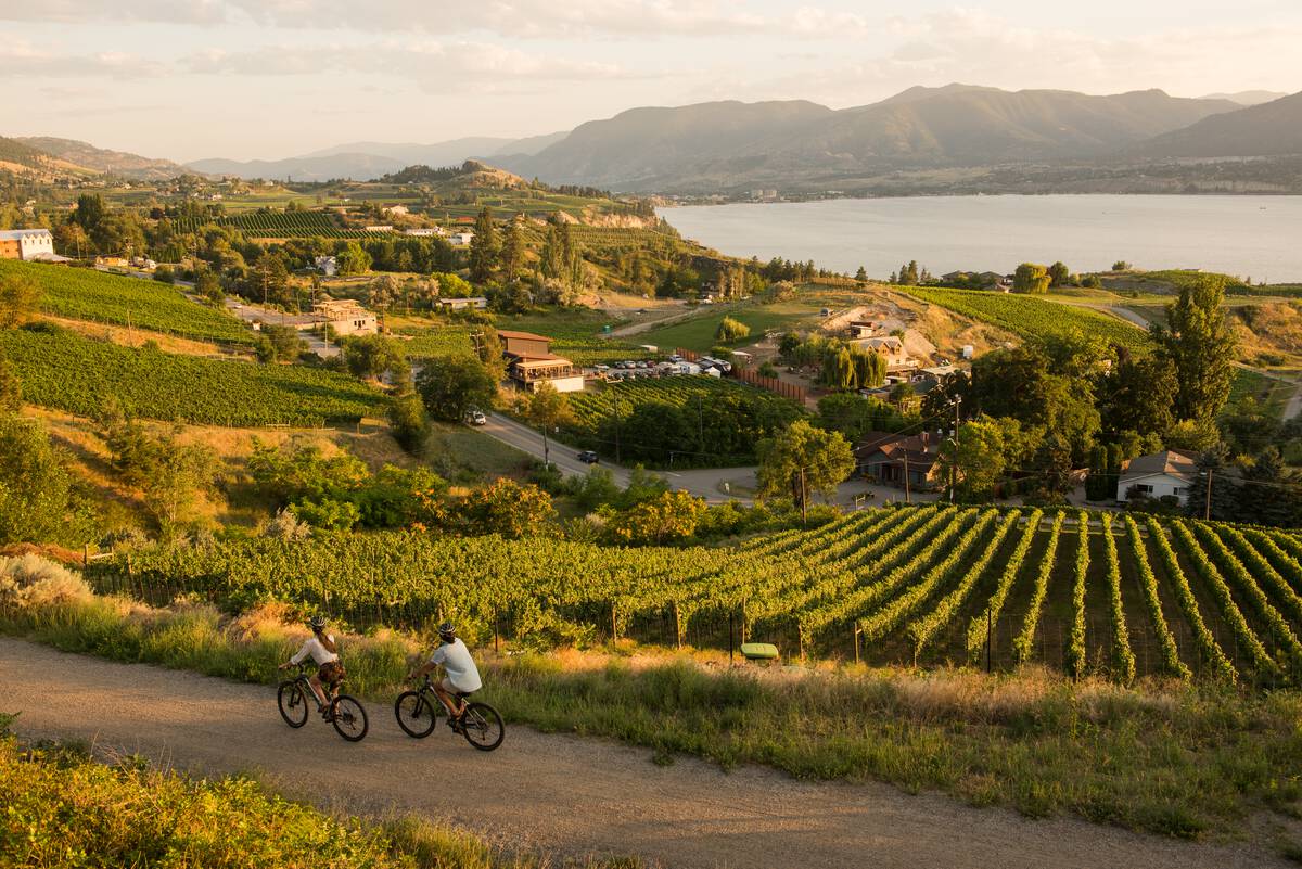 A couple cycles past vineyards on the Kettle Valley Railway between Penticton and Naramata with lush wineries and Okanagan Lake in the backdrop.