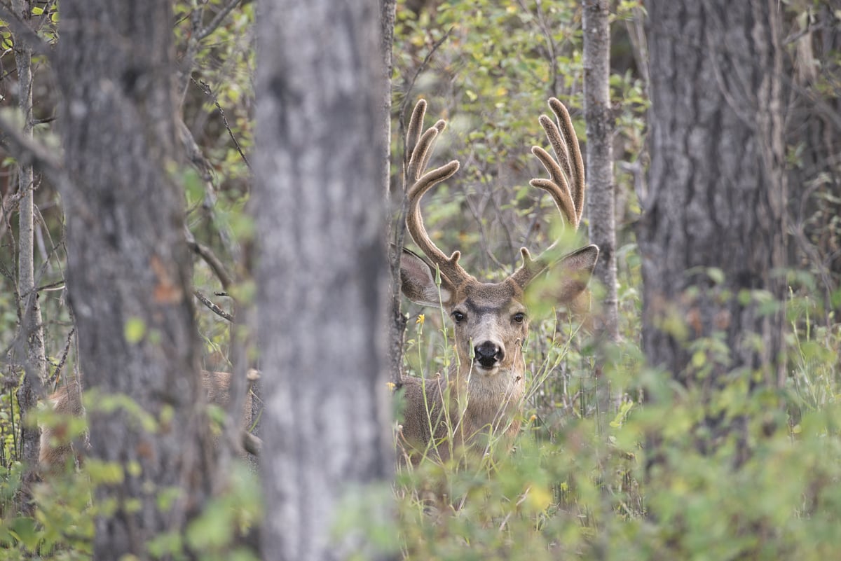 A deer with antlers is spotted between the trees, their head popping out just about the brush.