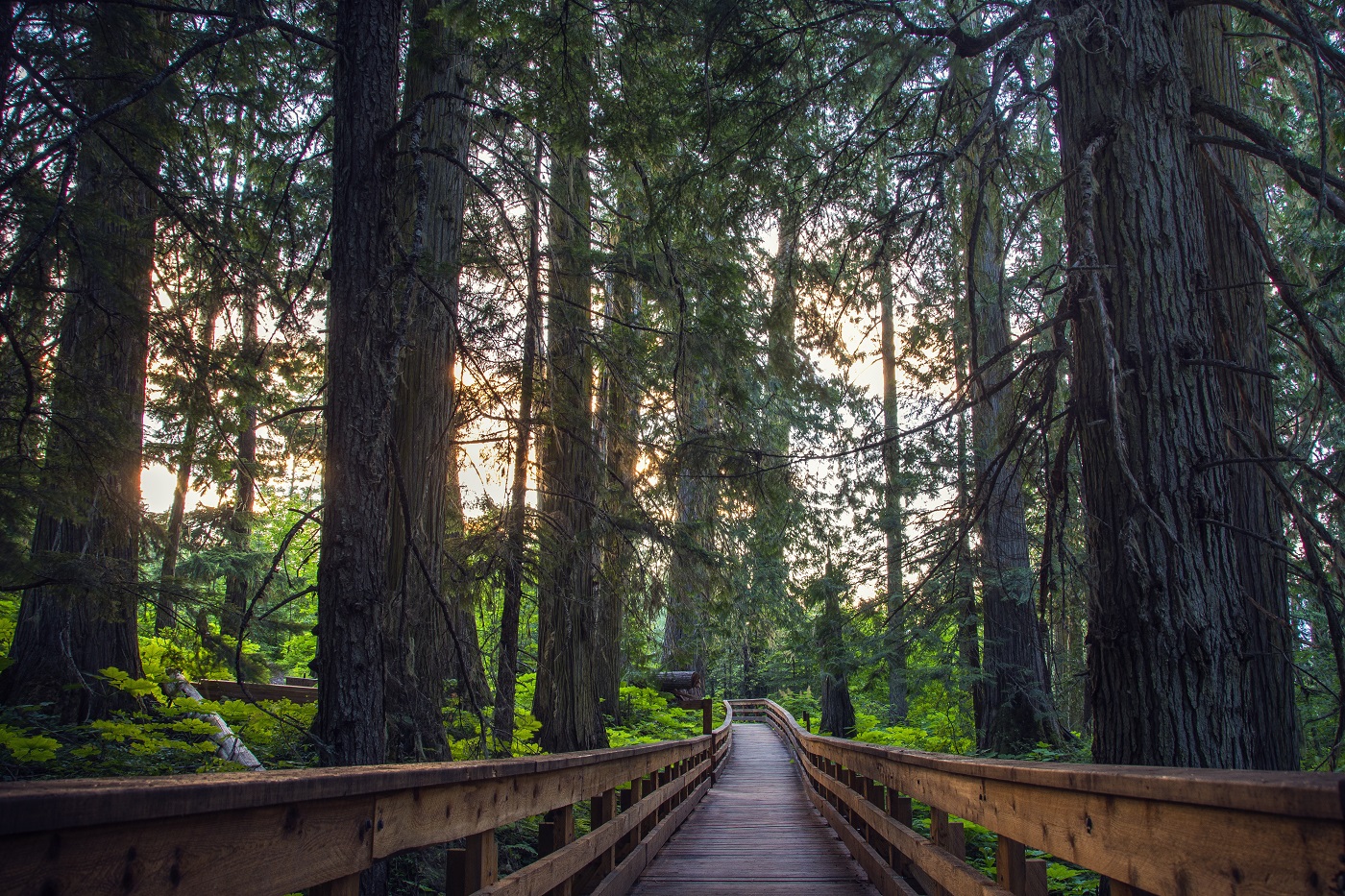 A wooden boardwalk through the trees. The sun is setting behind them.