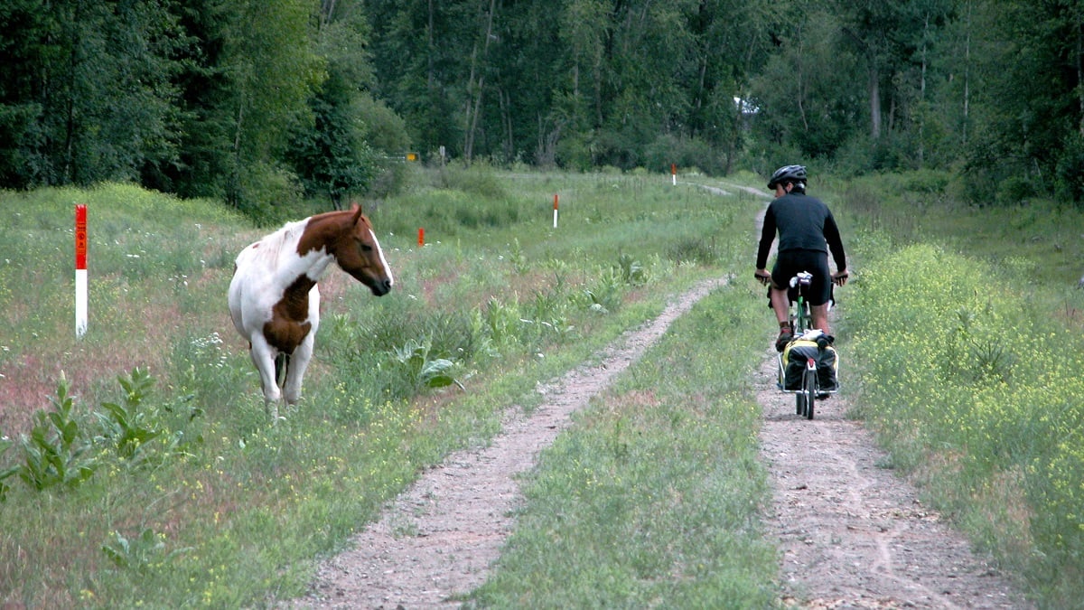 A person on a bike is riding away from the camera on a narrow gravel trail through a field. Looking back at him is a brown and white horse walking toward the camera.