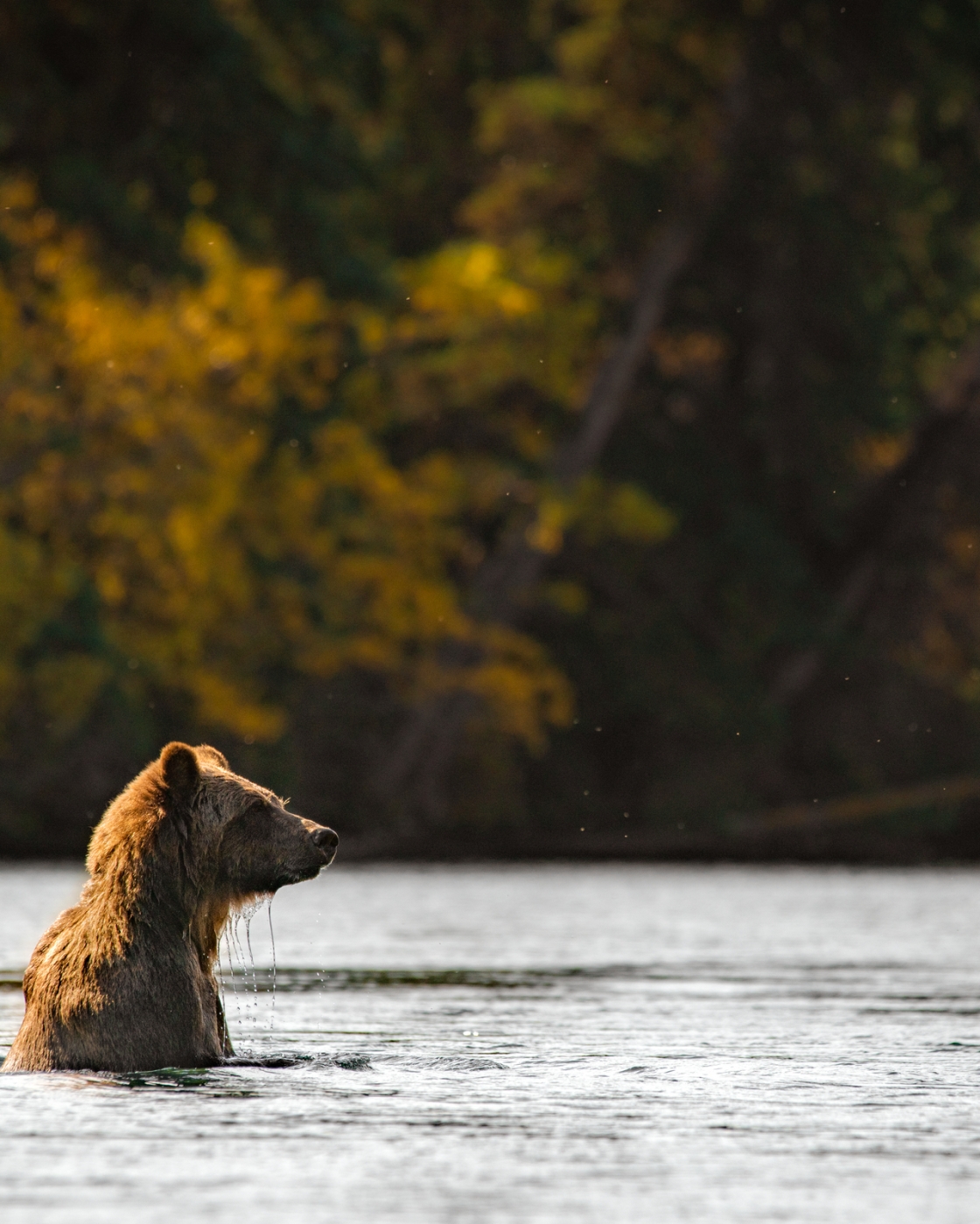 A grizzly bear on the Chilko River. Operators that offer guided wildlife viewing in this area include The Chilko Experience, Bear Camp, and Tsylos Park Lodge