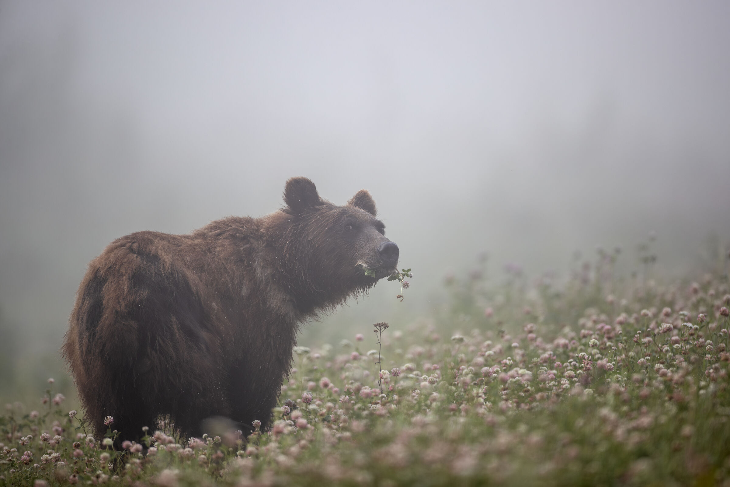 Grizzly Bear in walking at Muncho Lake Provincial Park.