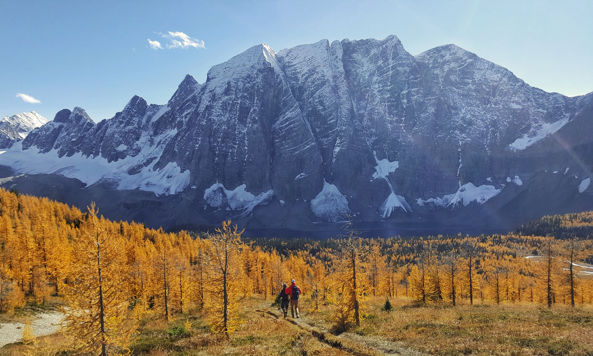 Hiking the Rockwall Trail in Kootenay National Park in fall with golden larch trees.