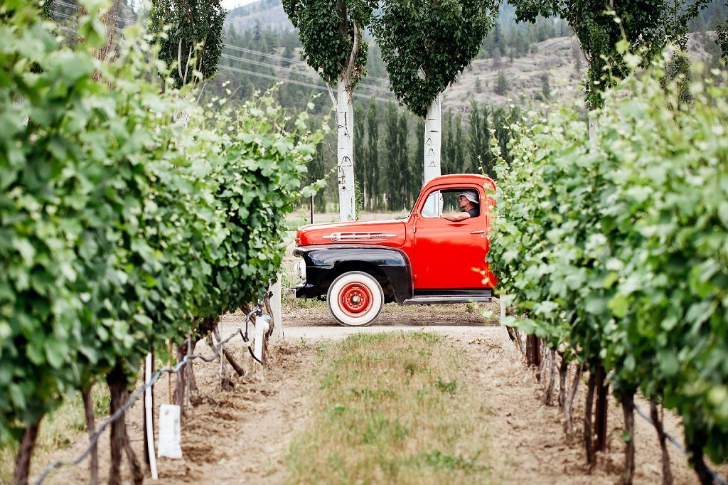 A vintage red truck sits at the end of two rows of crops