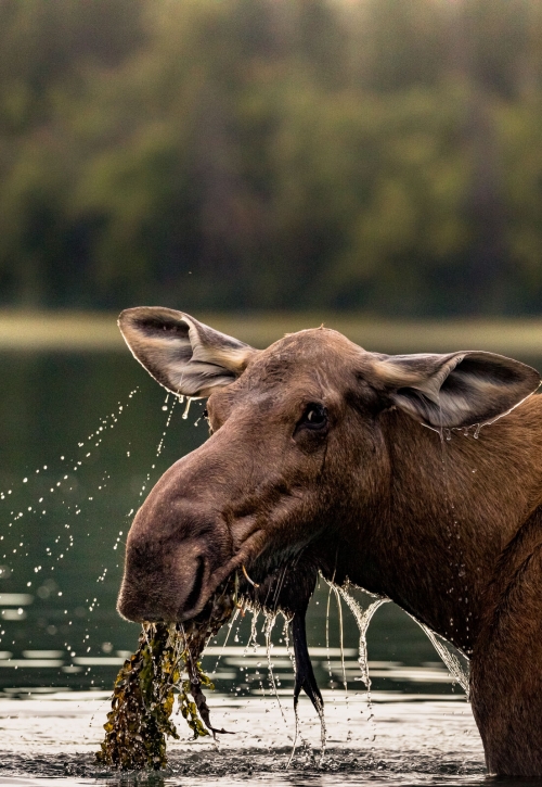 Moose in a lake in Bowron Lakes Provincial Park