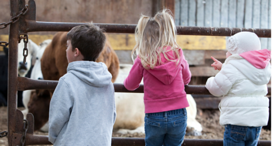 Children at the fence next to a petting zoo