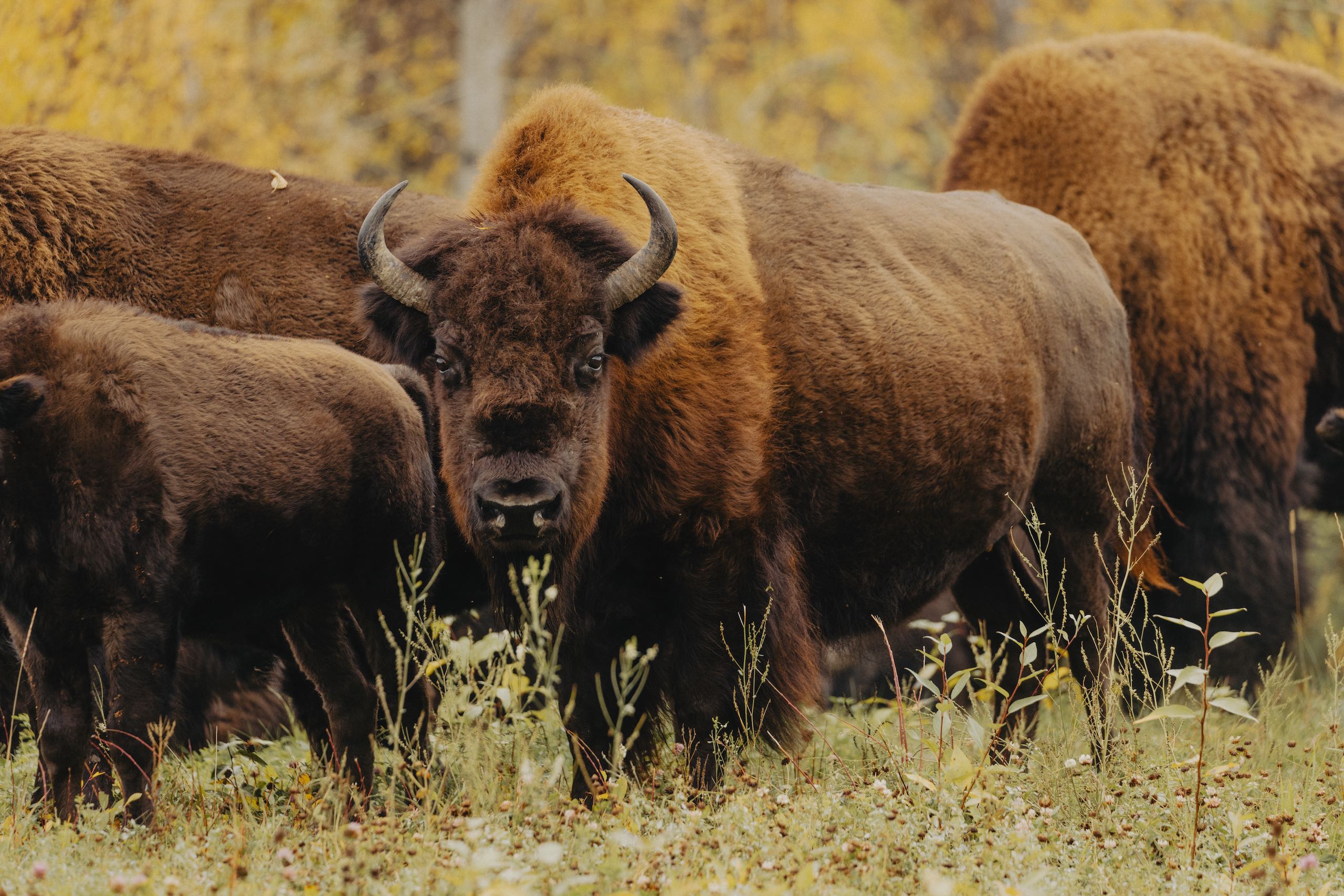 A herd of bison spotted along the Alaska Highway in Liard River.