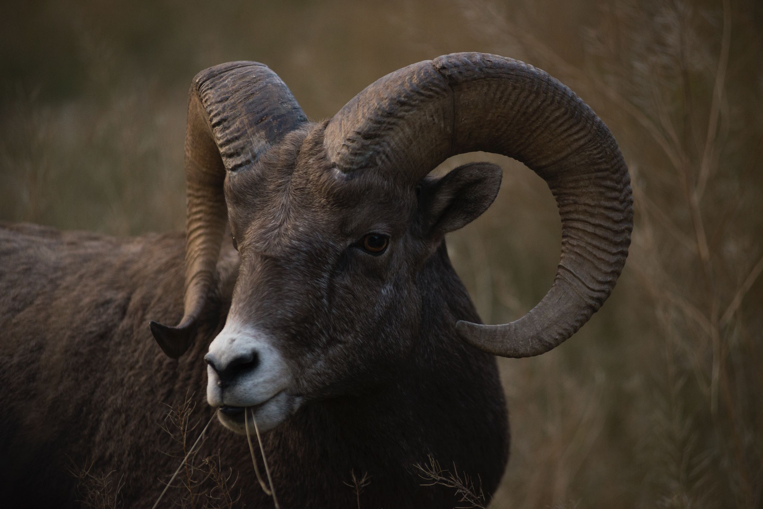 A bighorn sheep in Kootenay National Park