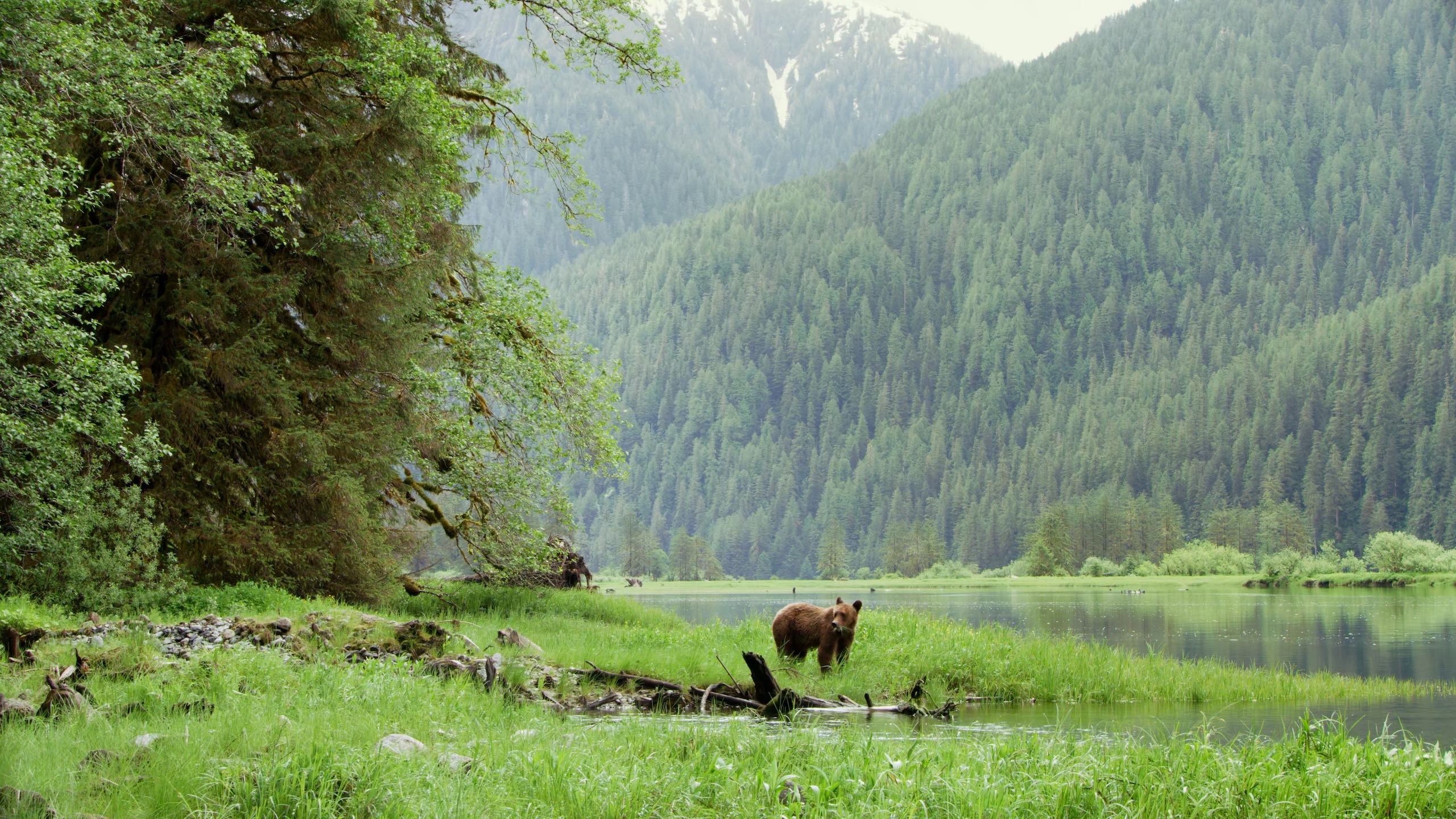 Grizzly bear walking through the sedge grass near the shore in the Great Bear Rainforest.