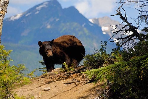 A bear walking through the woods in North Thompson