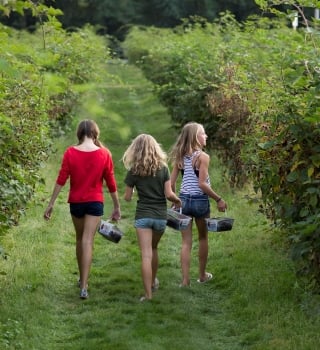 Three girls picking berries on a farm in Township of Langley in BC