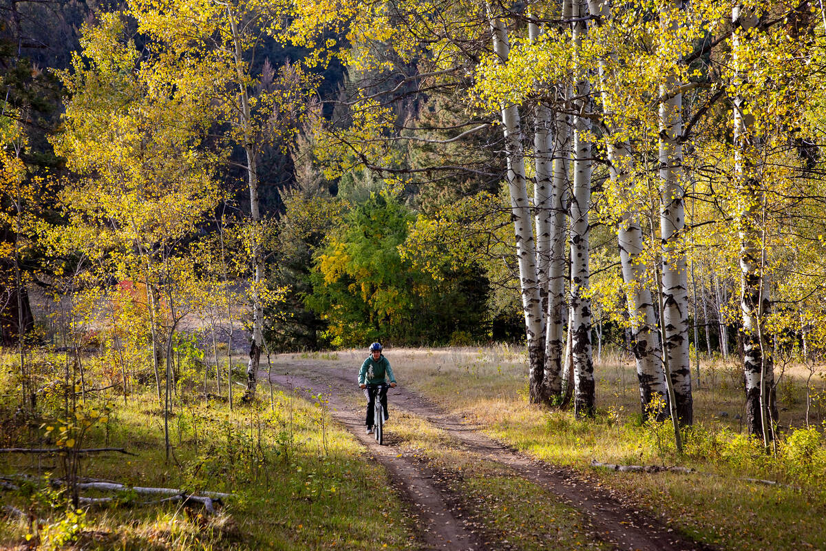 A person on a bike rides toward the camera on a trail through trees with golden-coloured leaves.