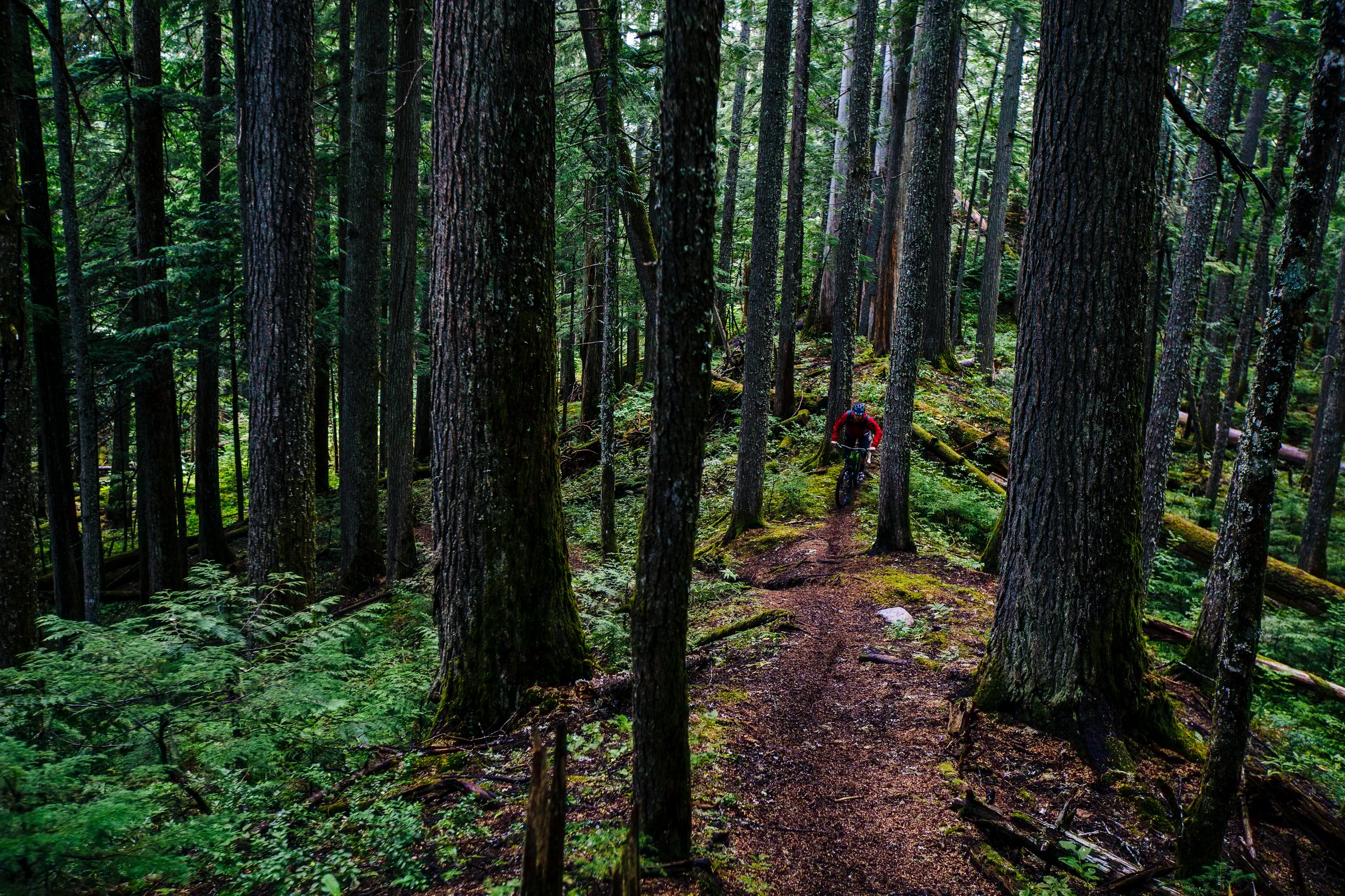 A person cycles on a dirt path in the forest through Mount Revelstoke National Park.