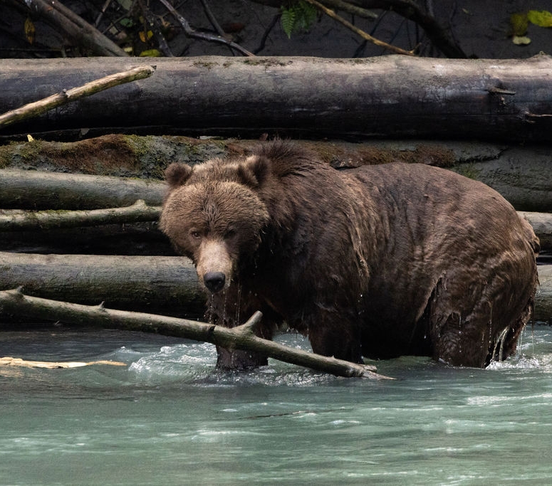 Bear in a stream.