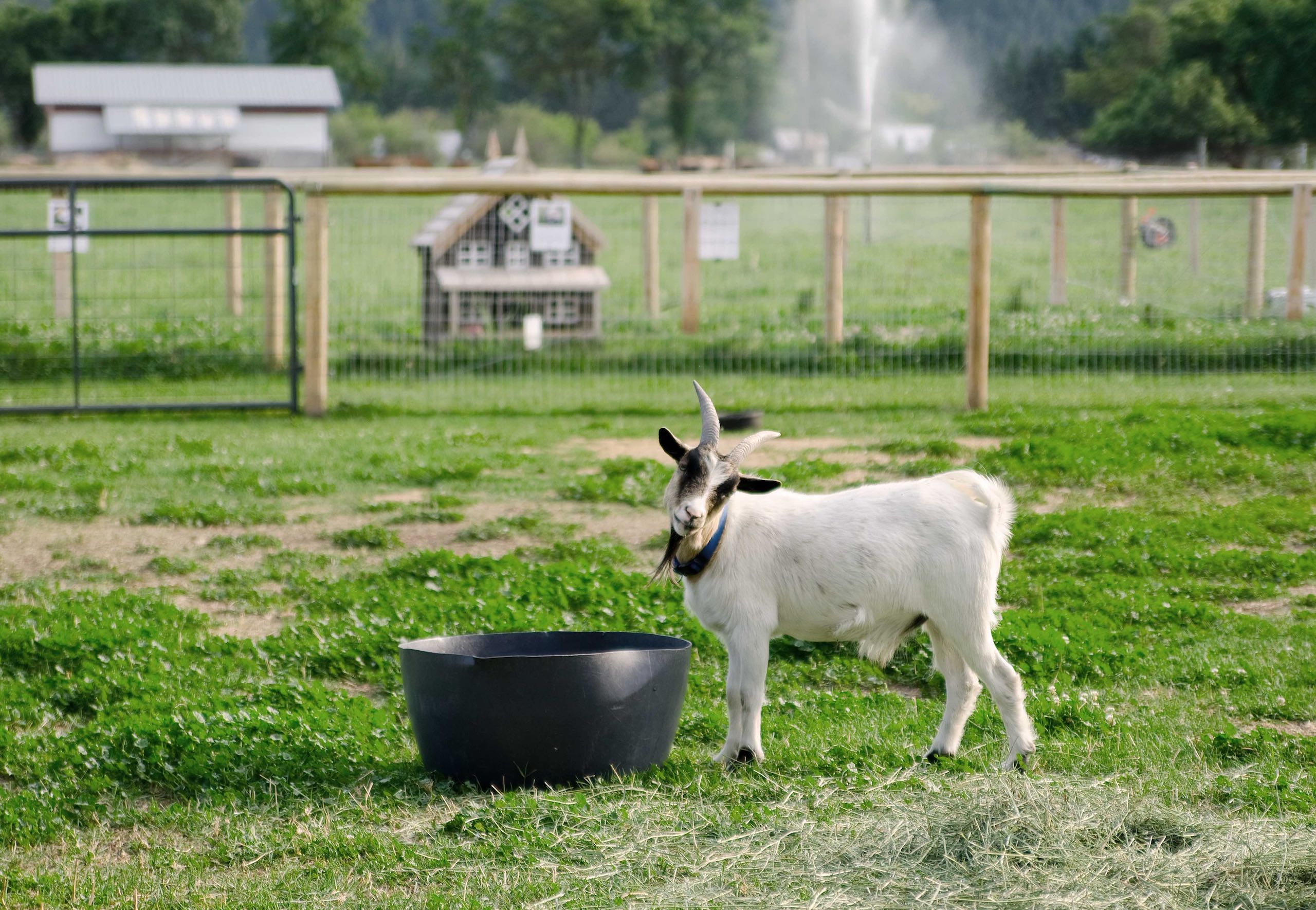 一只山羊把头歪向它的食盆