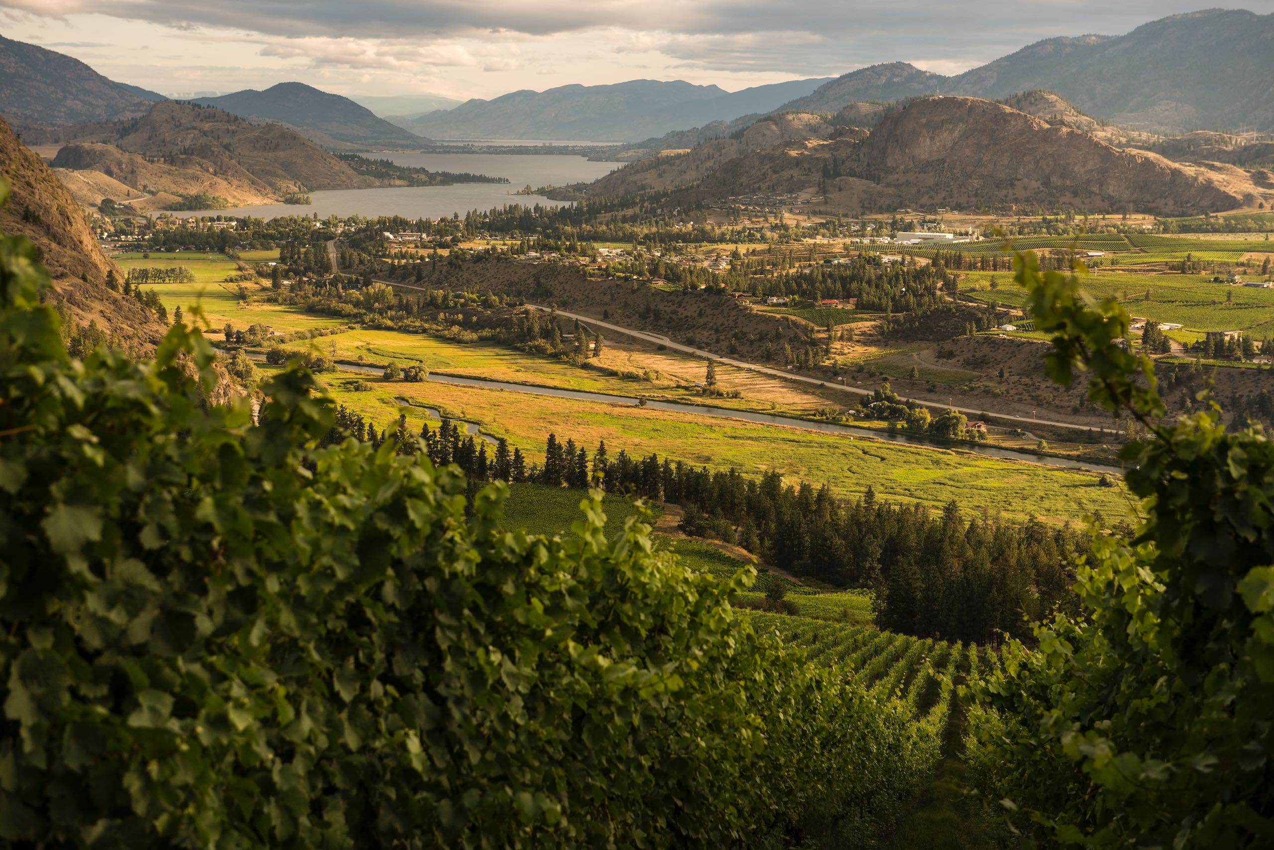 从 See Ya Later Ranch 酒庄上方葡萄园向北眺望 Skaha Lake 的景色