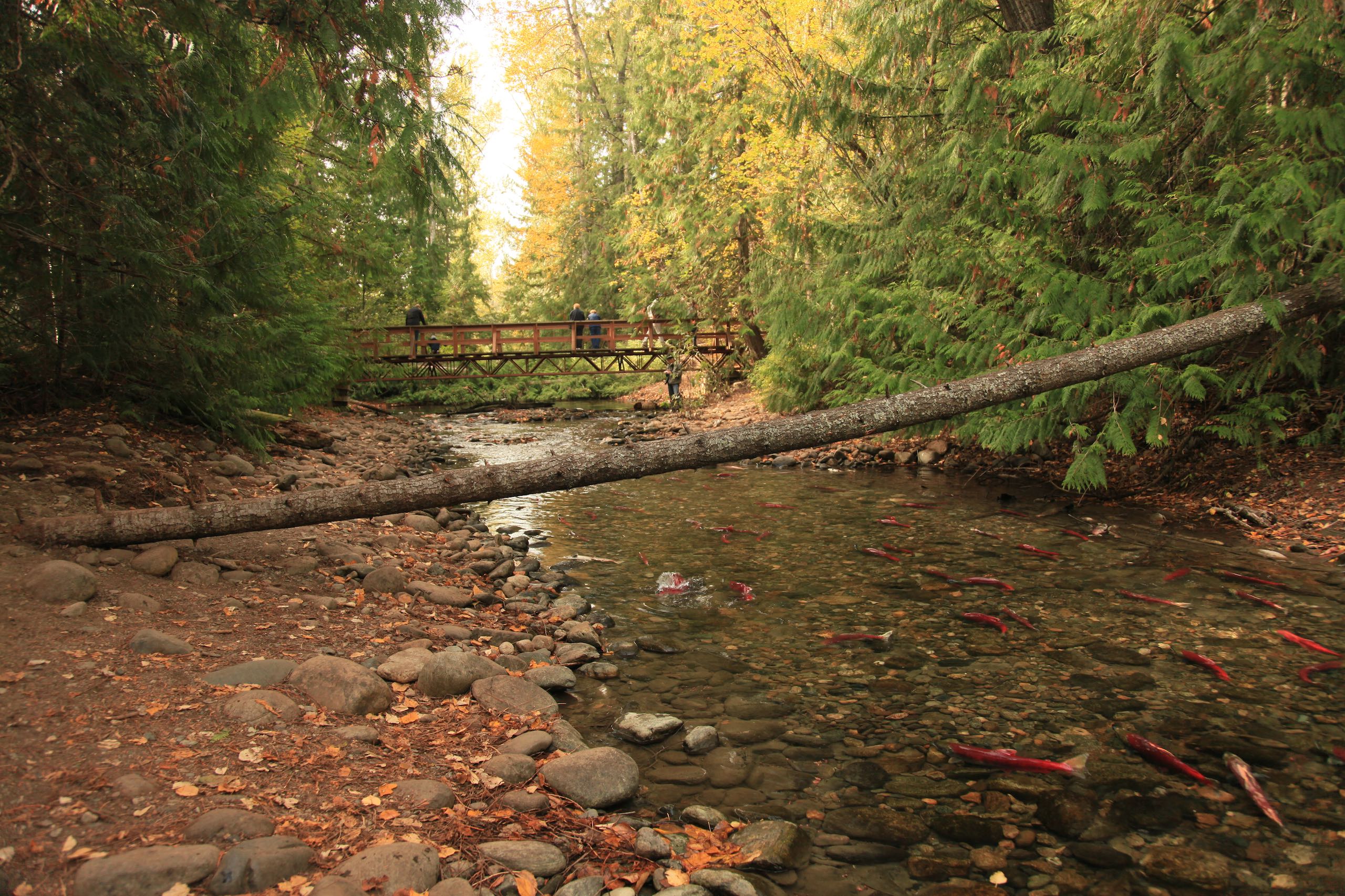 Sockeye salmon in Adams River near Shuswap Lake. People on bridge in background.